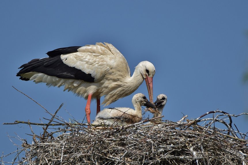 Störche in Rühstädt Das Foto zeigt einen erwachsenen Storch, der in seinem Nest junge Störche füttert.